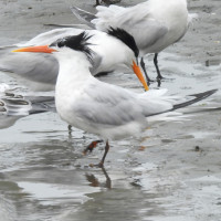 Elegant Tern